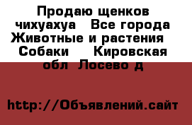 Продаю щенков чихуахуа - Все города Животные и растения » Собаки   . Кировская обл.,Лосево д.